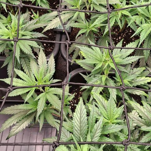 OG Kush (Stecklinge) growlog timeline photo