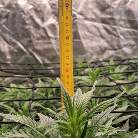 OG Kush (Stecklinge) growlog timeline photo