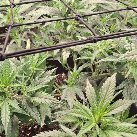OG Kush (Stecklinge) growlog timeline photo