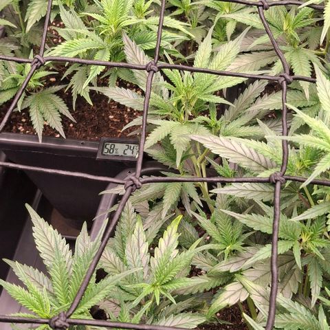 OG Kush (Stecklinge) growlog timeline photo