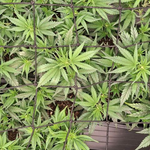 OG Kush (Stecklinge) growlog timeline photo