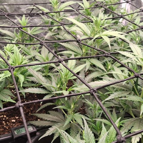 OG Kush (Stecklinge) growlog timeline photo