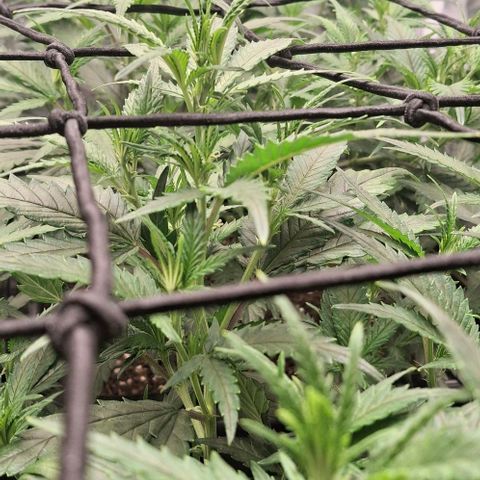 OG Kush (Stecklinge) growlog timeline photo