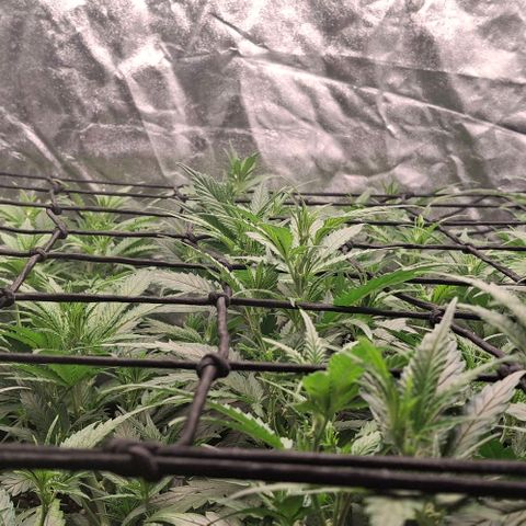 OG Kush (Stecklinge) growlog timeline photo