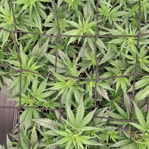 OG Kush (Stecklinge) growlog timeline photo