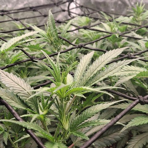 OG Kush (Stecklinge) growlog timeline photo