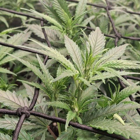 OG Kush (Stecklinge) growlog timeline photo