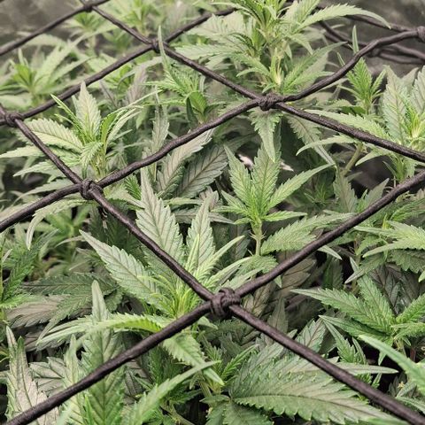 OG Kush (Stecklinge) growlog timeline photo