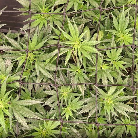 OG Kush (Stecklinge) growlog timeline photo
