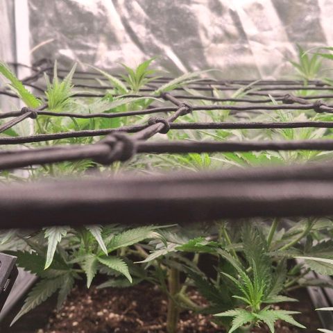OG Kush (Stecklinge) growlog timeline photo
