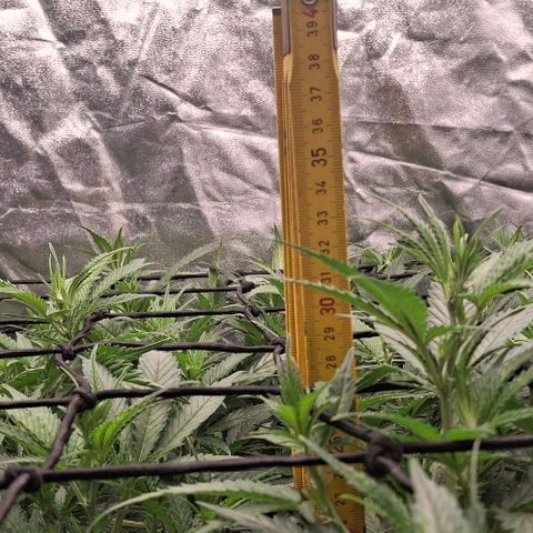 OG Kush (Stecklinge) growlog timeline photo