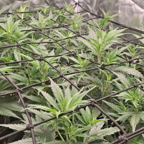 OG Kush (Stecklinge) growlog timeline photo