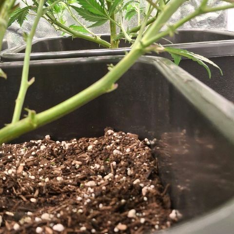 OG Kush (Stecklinge) growlog timeline photo