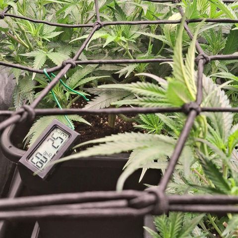 OG Kush (Stecklinge) growlog timeline photo