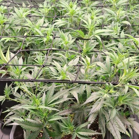 OG Kush (Stecklinge) growlog timeline photo