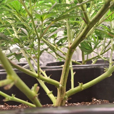 OG Kush (Stecklinge) growlog timeline photo