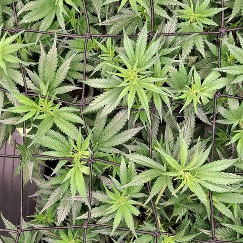 OG Kush (Stecklinge) growlog timeline photo