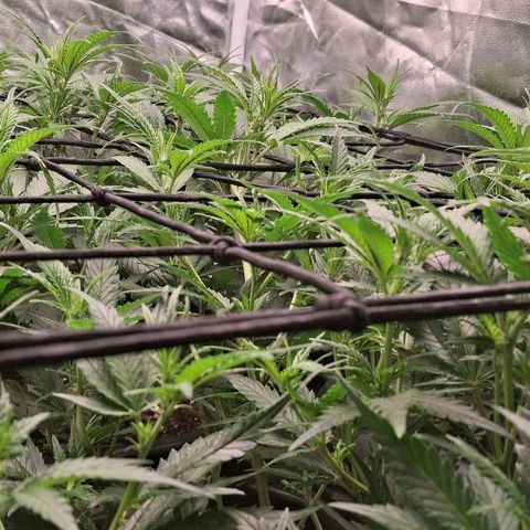 OG Kush (Stecklinge) growlog timeline photo
