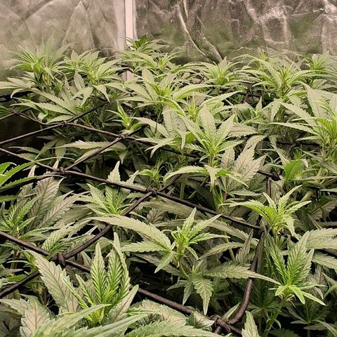 OG Kush (Stecklinge) growlog timeline photo