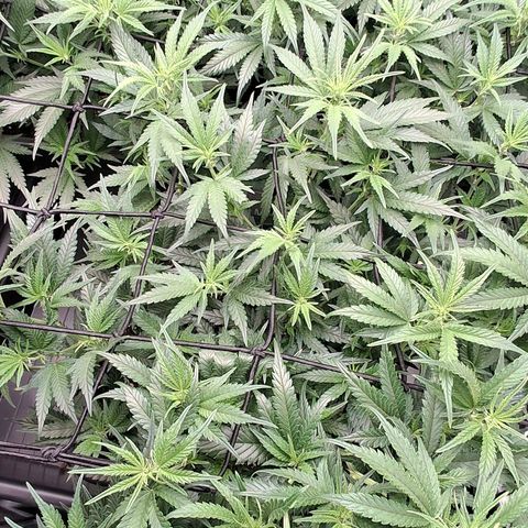 OG Kush (Stecklinge) growlog timeline photo