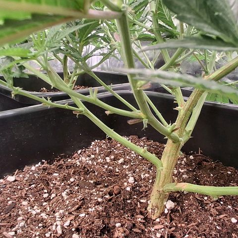 OG Kush (Stecklinge) growlog timeline photo