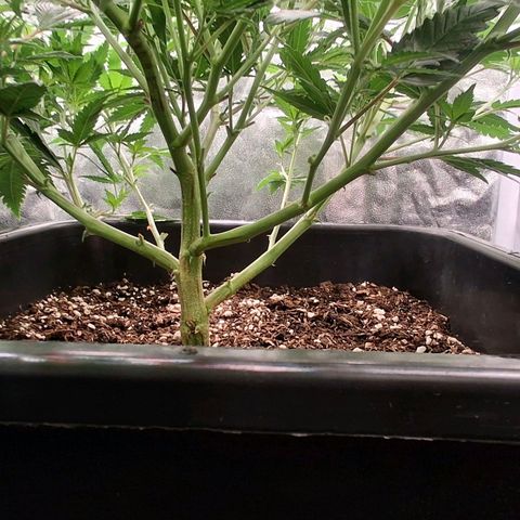 OG Kush (Stecklinge) growlog timeline photo