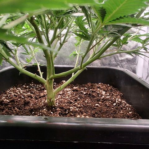 OG Kush (Stecklinge) growlog timeline photo