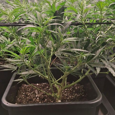 OG Kush (Stecklinge) growlog photo: Wachsen und wachsen