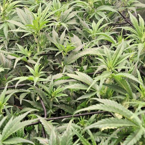 OG Kush (Stecklinge) growlog photo: Wachsen und wachsen