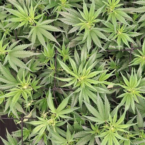 OG Kush (Stecklinge) growlog timeline photo