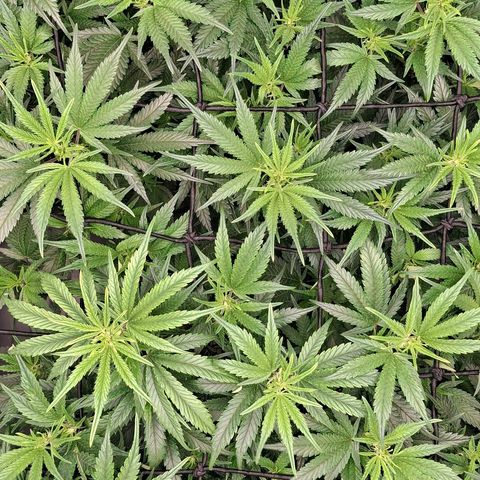 OG Kush (Stecklinge) growlog timeline photo