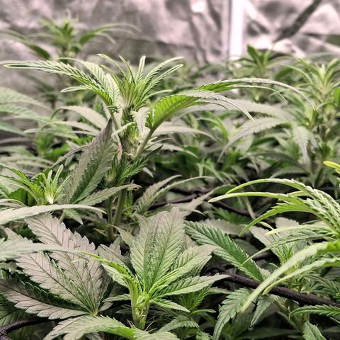 OG Kush (Stecklinge) growlog timeline photo