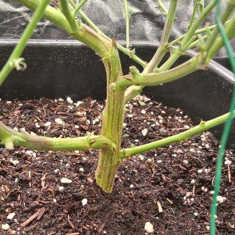 OG Kush (Stecklinge) growlog timeline photo