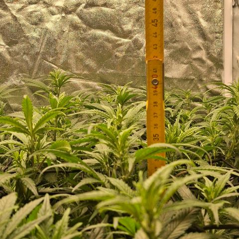 OG Kush (Stecklinge) growlog timeline photo