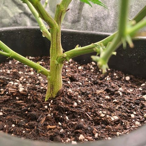 OG Kush (Stecklinge) growlog timeline photo