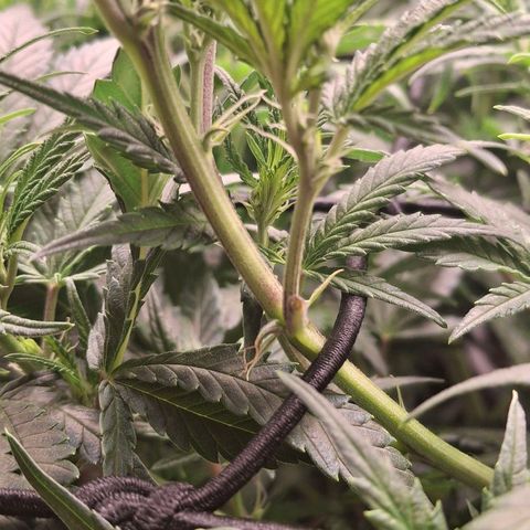 OG Kush (Stecklinge) growlog timeline photo