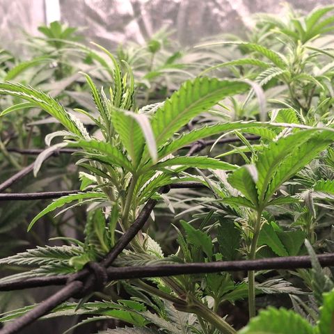 OG Kush (Stecklinge) growlog timeline photo