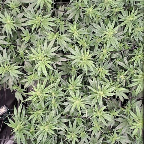 OG Kush (Stecklinge) growlog timeline photo