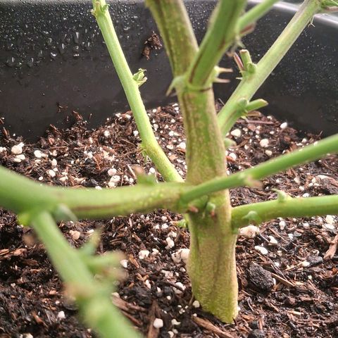 OG Kush (Stecklinge) growlog timeline photo