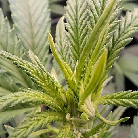 OG Kush (Stecklinge) growlog timeline photo