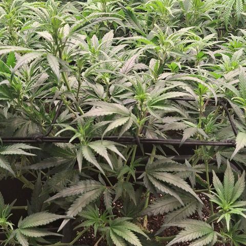 OG Kush (Stecklinge) growlog timeline photo