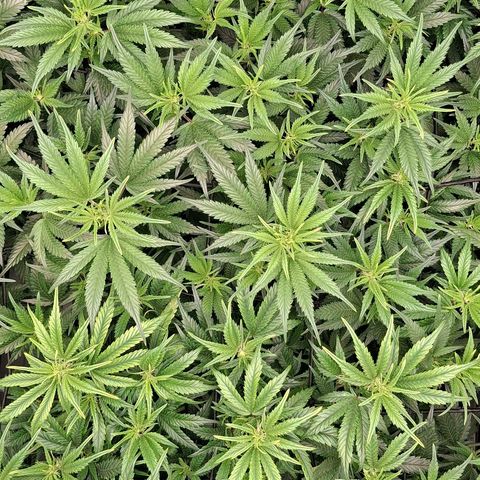 OG Kush (Stecklinge) growlog timeline photo
