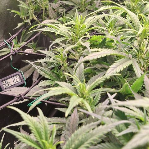 OG Kush (Stecklinge) growlog timeline photo
