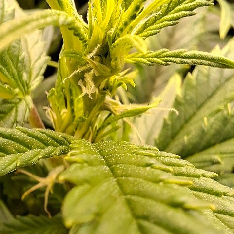 OG Kush (Stecklinge) growlog timeline photo