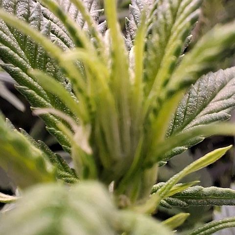 OG Kush (Stecklinge) growlog timeline photo