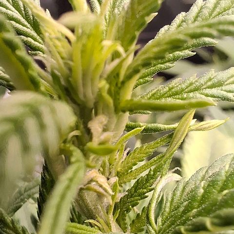OG Kush (Stecklinge) growlog timeline photo