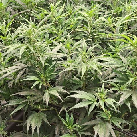 OG Kush (Stecklinge) growlog timeline photo