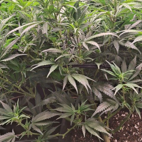 OG Kush (Stecklinge) growlog timeline photo