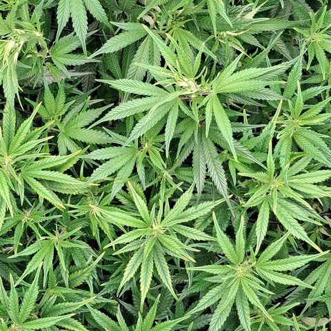 OG Kush (Stecklinge) growlog timeline photo