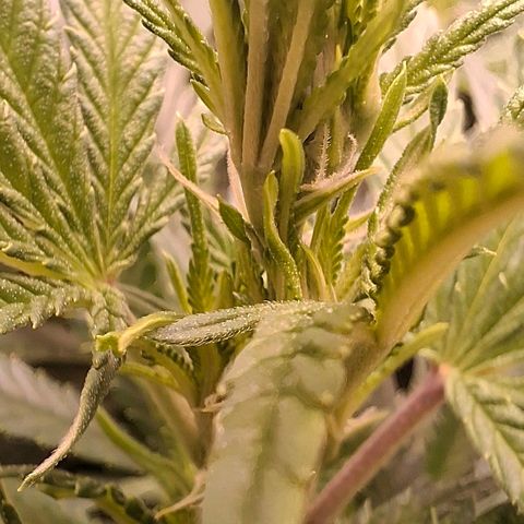 OG Kush (Stecklinge) growlog timeline photo